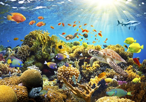 Ozean meer fisch abstrakt - ozean,